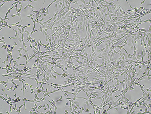 Brightfield micrograph of MC38 Luciferase/tdTomato Reporter Cell Line, showing adherent growth, 4X magnification.