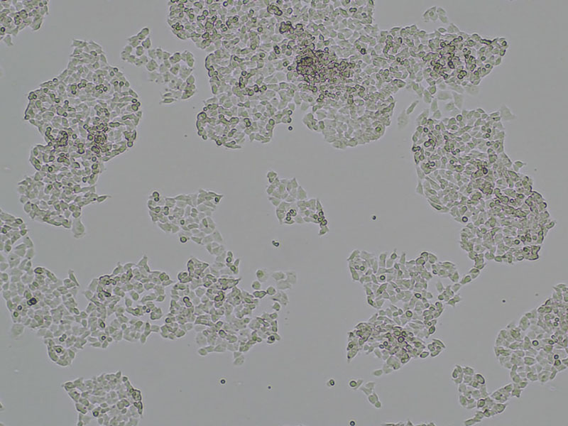Brightfield micrograph of NCI-H446 Luciferase Reporter Cell Line, showing adherent growth, 4X magnification.