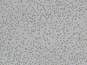 Brightfield micrograph of NCTC clone 929 Luciferase Reporter Cell Line, showing adherent growth, 4X magnification.