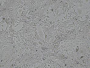 Brightfield micrograph of RENCA Luciferase Reporter Cell Line, showing adherent growth.