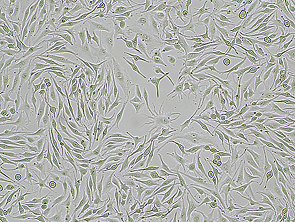 Brightfield micrograph of SK-MEL-28 Luciferase Reporter Cell Line, showing adherent growth, 4X magnification.
