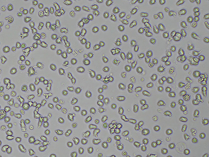Brightfield micrograph of T2 Luciferase Reporter Cell Line, showing suspension growth.