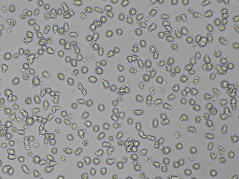 Brightfield micrograph of T2 Luciferase Reporter Cell Line, showing suspension growth, 10X magnification.