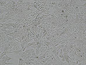 Brightfield micrograph of T98G Luciferase Reporter Cell Line, showing adherent growth.
