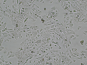 Brightfield micrograph of TU686 Luciferase Reporter Cell Line, showing adherent growth.