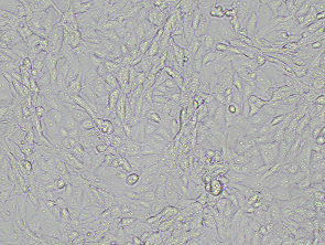 Brightfield micrograph of Vero Luciferase Reporter Cell Line, showing adherent growth, 10X magnification.