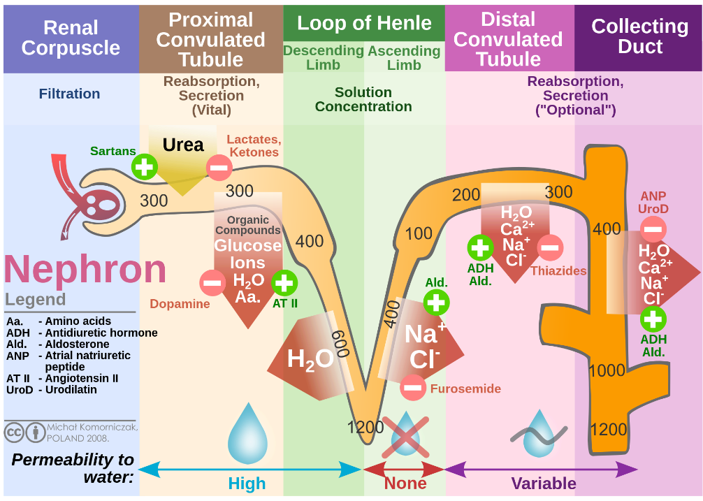 Human Renal Proximal Tubule Cells and Kidney Pathology