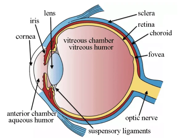 Application of Human Retinal Pigment Epithelial Cells