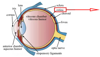 Application of Human Retinal Pigment Epithelial Cells