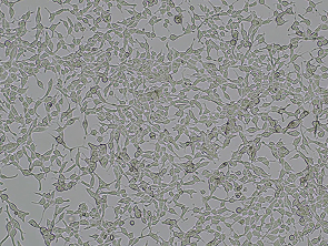 Brightfield micrograph of C4-2B, showing adherent growth.