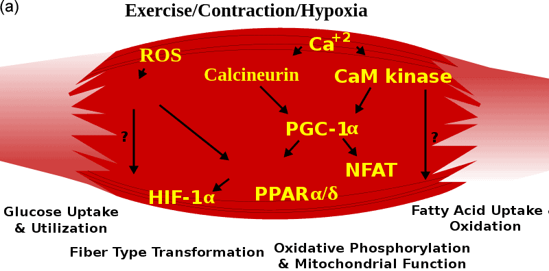 Skeletal Muscle and Bovine Muscle Satellite Cells