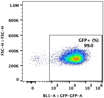 Flow cytometry plot of C2C12-EGFP-Reporter-Cell-Line, showing GFP expression to be 99%.