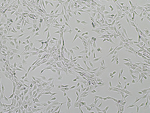Brightfield micrograph of C2C12 EGFP Reporter Cell Line, showing adherent growth, 4X magnification.