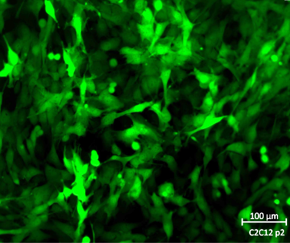 Fluorescence microscopy image of C2C12 EGFP Reporter Cell Line, showing green fluorescence.