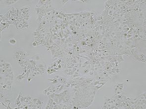 Brightfield micrograph of HuH-7 EGFP Reporter Cell Line, showing adherent growth, 4X magnification.