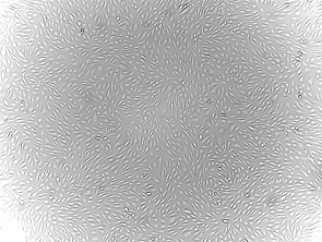 Brightfield micrograph of Human Extrahepatic Bile Duct Epithelial Cells, showing adherent growth, 4X magnification.