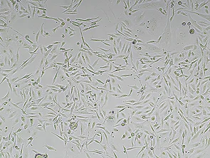 Brightfield micrograph of MDA-MB-231 Luciferase Reporter Cell Line, showing adherent growth, 4X magnification.