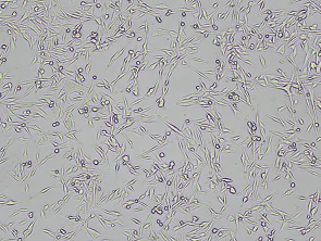 Brightfield micrograph of COLO-829, showing adherent growth, 4X magnification.