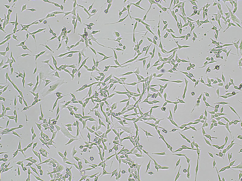 Brightfield micrograph of MC38, showing adherent growth, 4X magnification.