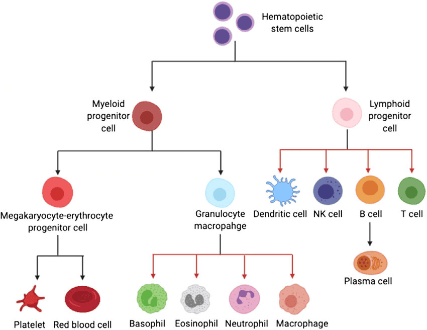 Figure 1. Hematopoietic stem cell differentiation pathways