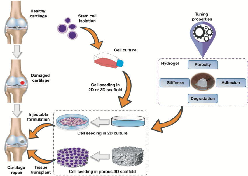 Figure 2. Hydrogel matrix properties and uses