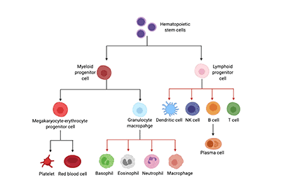 Frontiers in Stem Cell Biology: Isolation, Purification, and Expansion of Human Hematopoietic Stem Cells