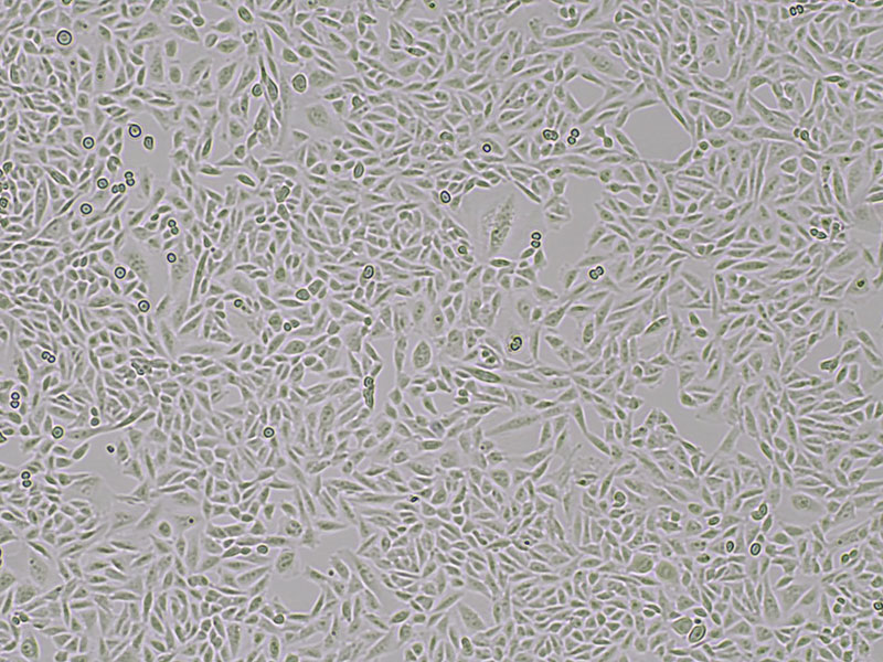 Brightfield micrograph of CDH6 CHO-K1 Cell Line, showing adherent growth, 4X magnification.