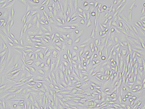 Brightfield micrograph of DR5 CHO-K1 Cell Line, showing adherent growth, 10X magnification.