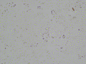 Brightfield micrograph of ENPP3(CD203c) CHO-K1 Cell Line, showing adherent growth, 4X magnification.