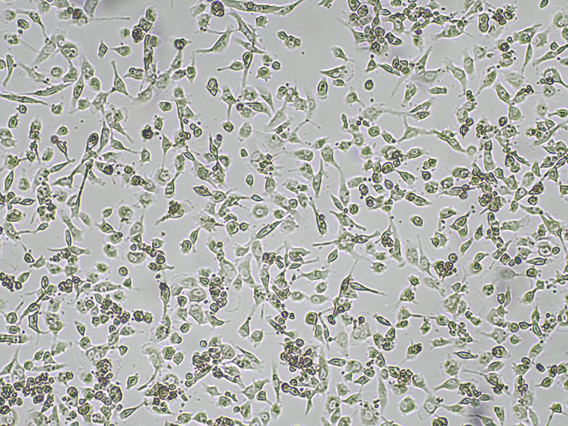 Brightfield micrograph of FAP HT-1080 Cell Line, showing adherent growth, 4X magnification.