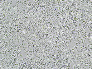 Brightfield micrograph of LGR5 CHO-K1 Cell Line, showing adherent growth, 4X magnification.