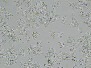 Brightfield micrograph of LY6G6D CHO-K1, adherent growth, 4X mag.