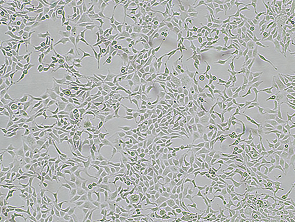 Brightfield micrograph of M_GDF15 Reporter HEK-293 Cell Line, showing adherent growth, 4X magnification.