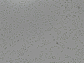 Brightfield micrograph of Membrane Bound TNFα (cleavage-resistant) CHO-K1 Cell Line, showing adherent growth.