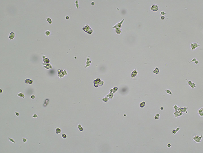 Brightfield micrograph of TROP2 HEK-293, adherent growth, 4X mag.