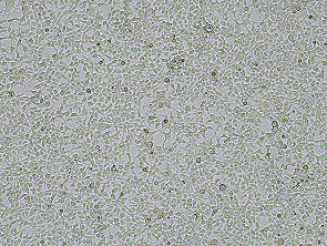 Brightfield micrograph of TROP2-HEK-293, adherent growth, 4X mag.