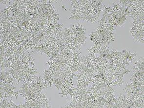 Brightfield micrograph of Xpress Human FAP Over-expressing Stable Cell Line (HEK-293), showing adherent growth, 4X magnification.