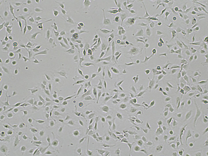 Brightfield micrograph of Immortalized Human Lung Microvascular Endothelial Cells, showing adherent growth, 4X magnification.