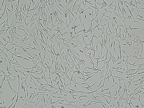 Brightfield micrograph of Immortalized Pig Skeletal Muscle Satellite Cells, showing adherent growth, 4X magnification.