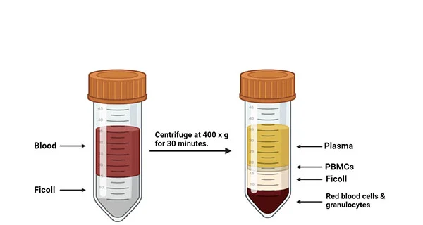 Human Peripheral Blood Mononuclear Cells Preparation and Cryopreservation