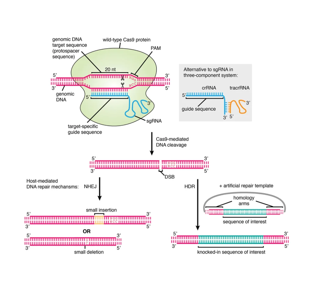 Breaking the Bottleneck: Approaches to Generate Knockin Stable Cell Lines