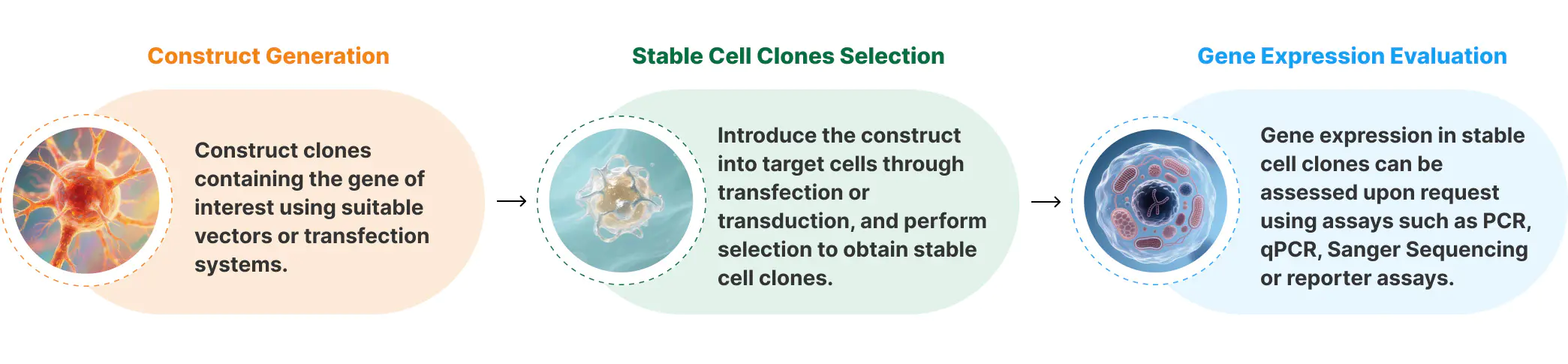 Workflow showing construct generation, stable cell clone selection, and gene expression evaluation.