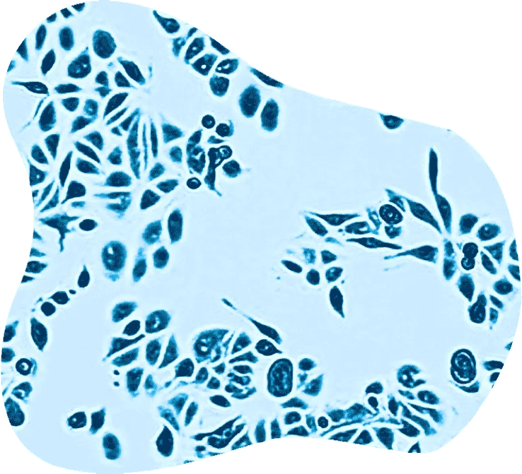 Blue-toned brightfield micrograph of stably transfected adherent cells.