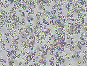 Brightfield micrograph of THP-1/GFP Stable Cell Line, showing suspension growth, 10X magnification.