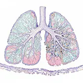 An icon representing a client's research in alveolar epithelial cells.