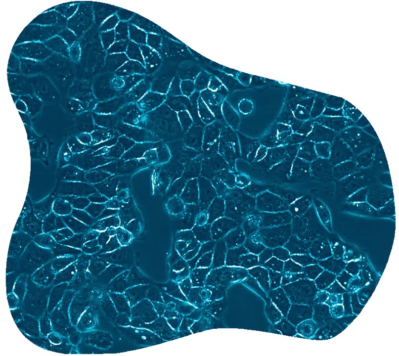 Phase-contrast microscopy image of immortalized cell clusters for long-term investigation platforms.