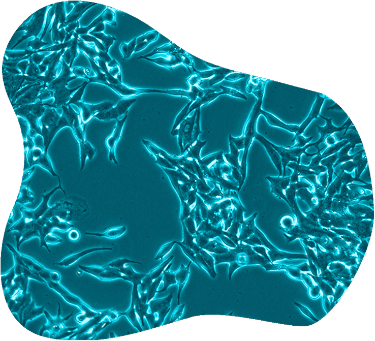 Phase-contrast microscopy image of primary cells suitable for physiological and functional research.