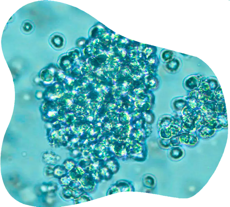 Phase-contrast microscopy image of stem cells for regeneration and modeling research.