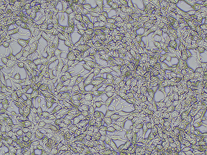 Brightfield micrograph of C4-2B Luciferase Reporter Cell Line, showing adherent growth, 10X magnification.