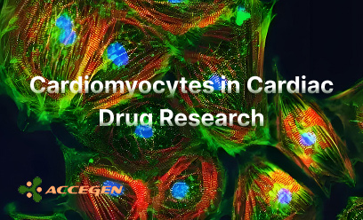 Cardiomyocytes in Cardiac Drug Research